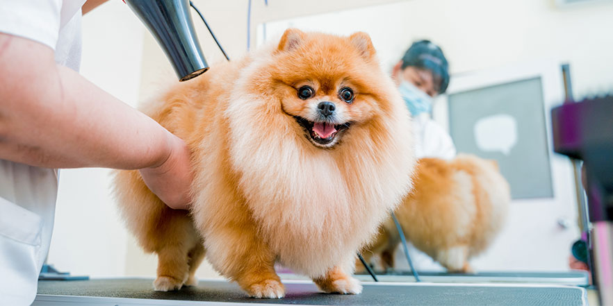 Franchise business loan image - Dog grooming franchise